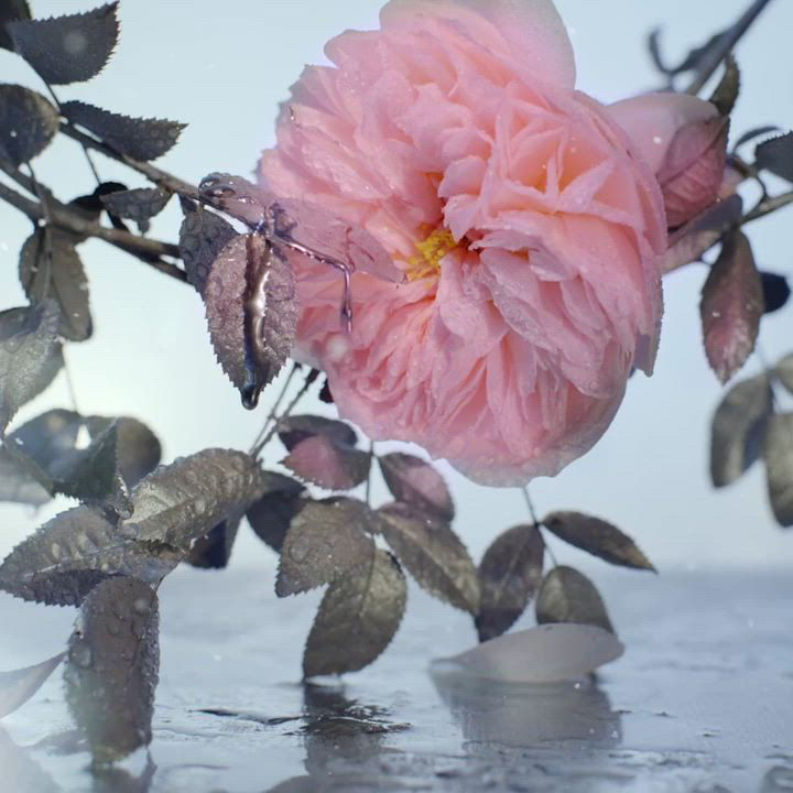 Eladaria Eau de Parfum